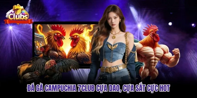 Đá gà Campuchia 7club cựa dao, cựa sắt cực hot